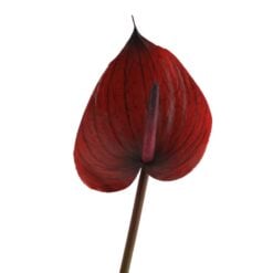 anthurium-burgundy-1