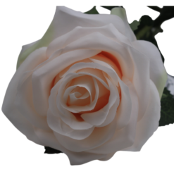 dyon-rose-cream-7